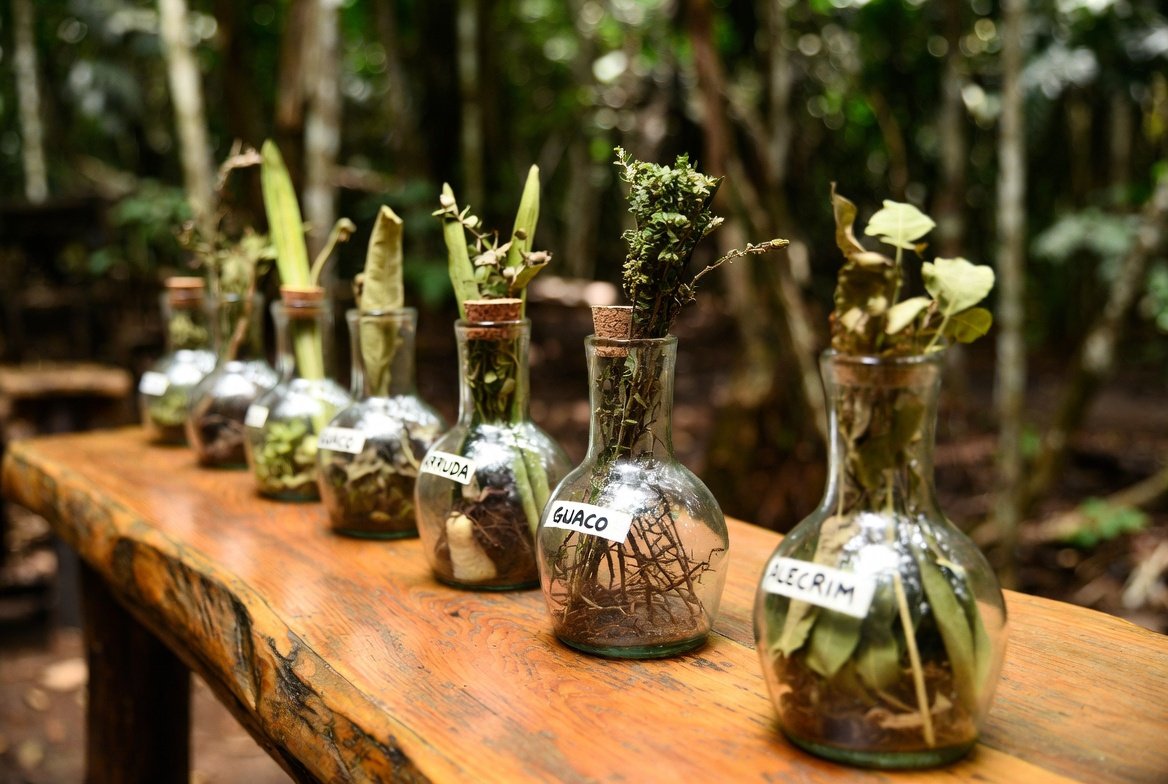 Ervas medicinais nativas brasileiras